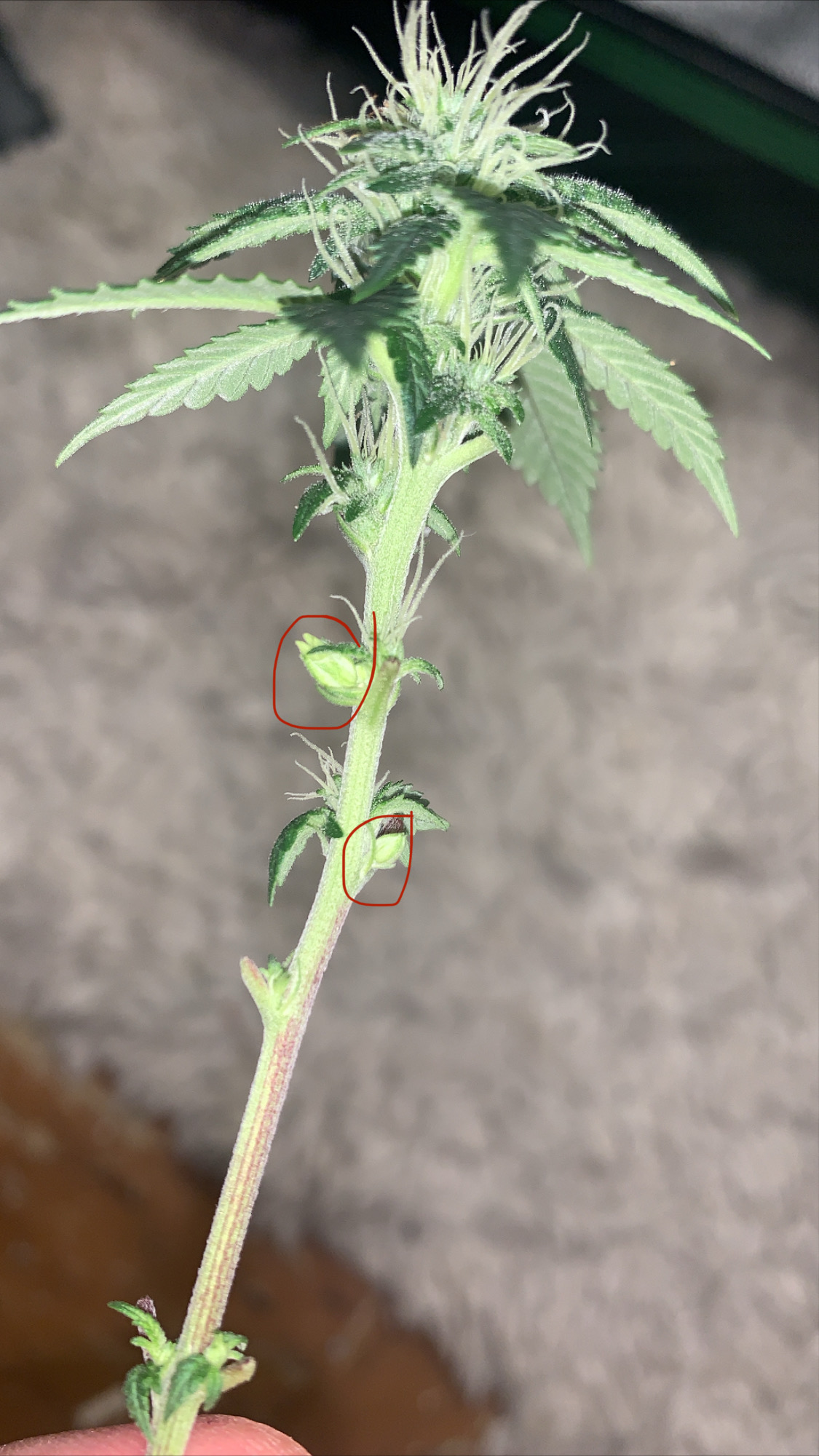 Hermie plant? Pulse Community