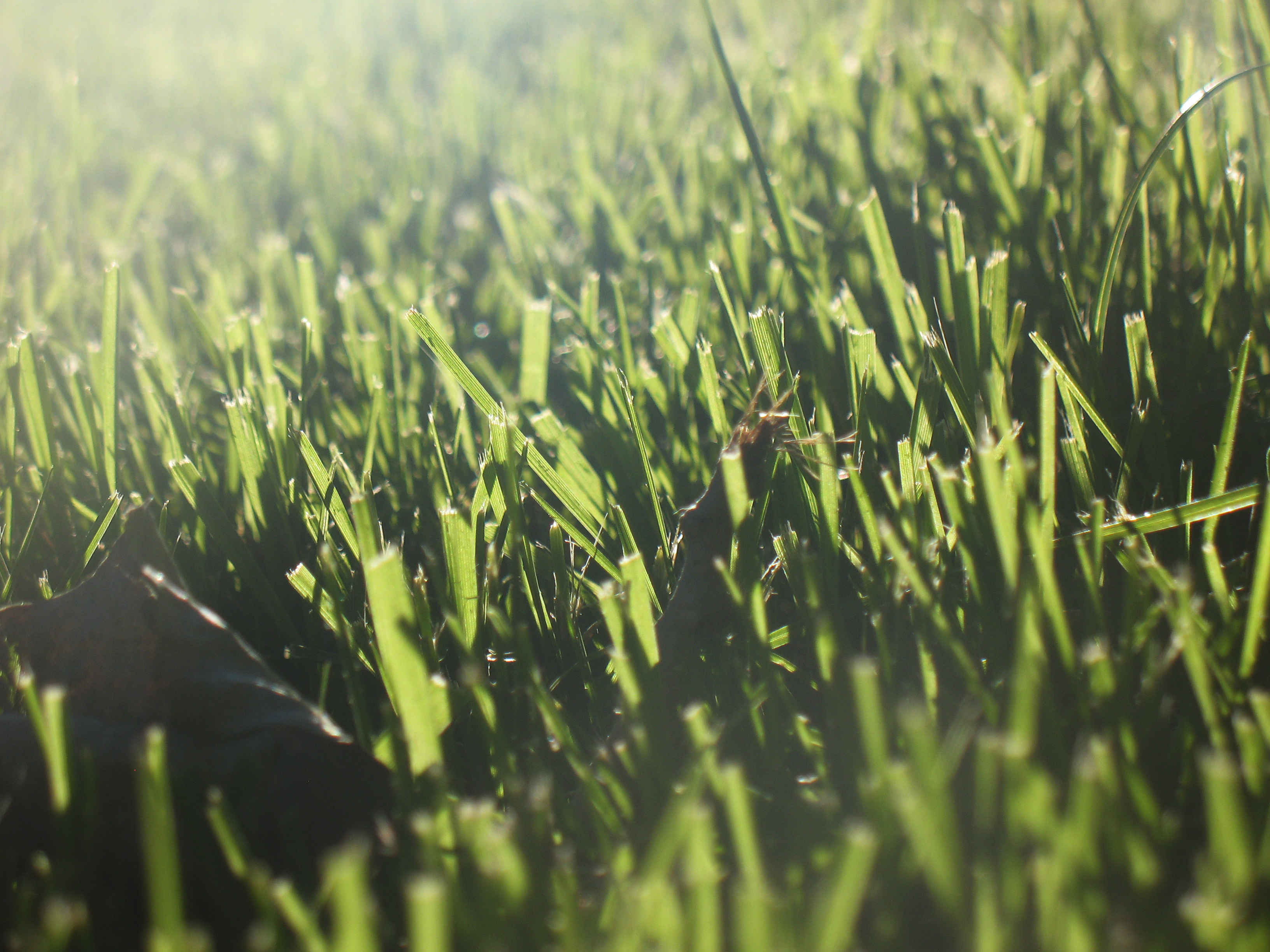 Community First Grass Background « Community First Global
