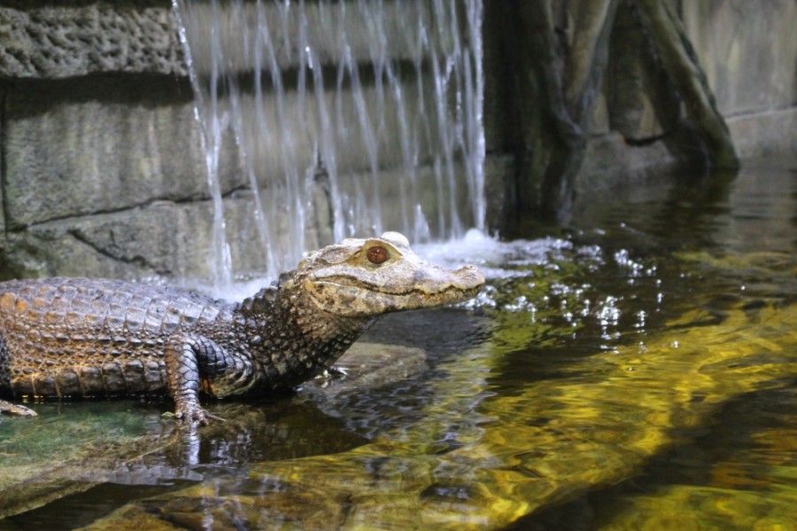 UPDATED Houston Interactive Aquarium & Animal Preserve opening delayed as attraction awaits