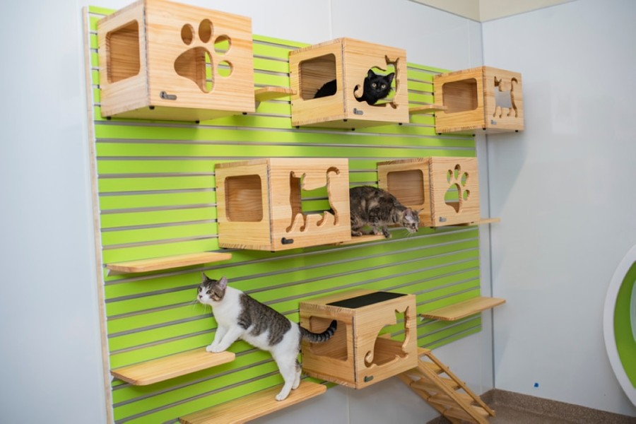 GUIDE Bay Area vets, parks and other places to take your pet