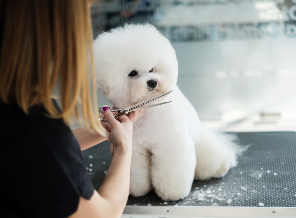 Houston's Fuzzy Tails Grooming Salon now open in Katy Community Impact