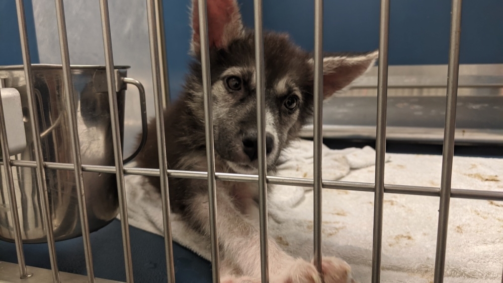 Montgomery County Animal Services resources stretched thin by pandemic