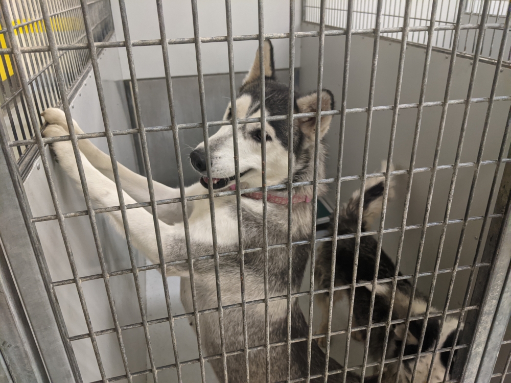 montrose animal shelter pa Madonna Bragg