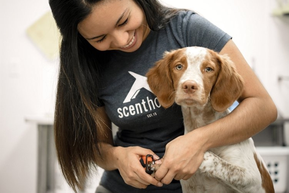 Monthly dog grooming service Scenthound headed to Westlake Community Impact