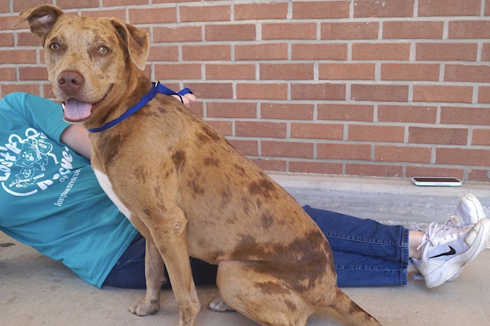 Petsmart Flower Mound Adoption Best Flower Site