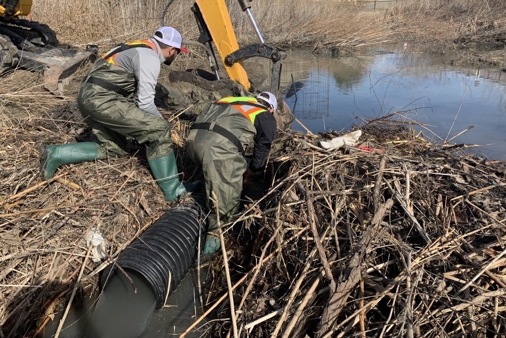 Frisco stormwater crew combats beaver dam buildup with ‘beaver deceiver