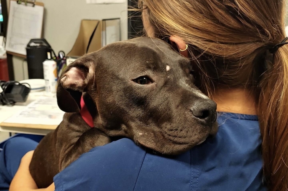 Austin Humane Society to celebrate 70th anniversary Community Impact