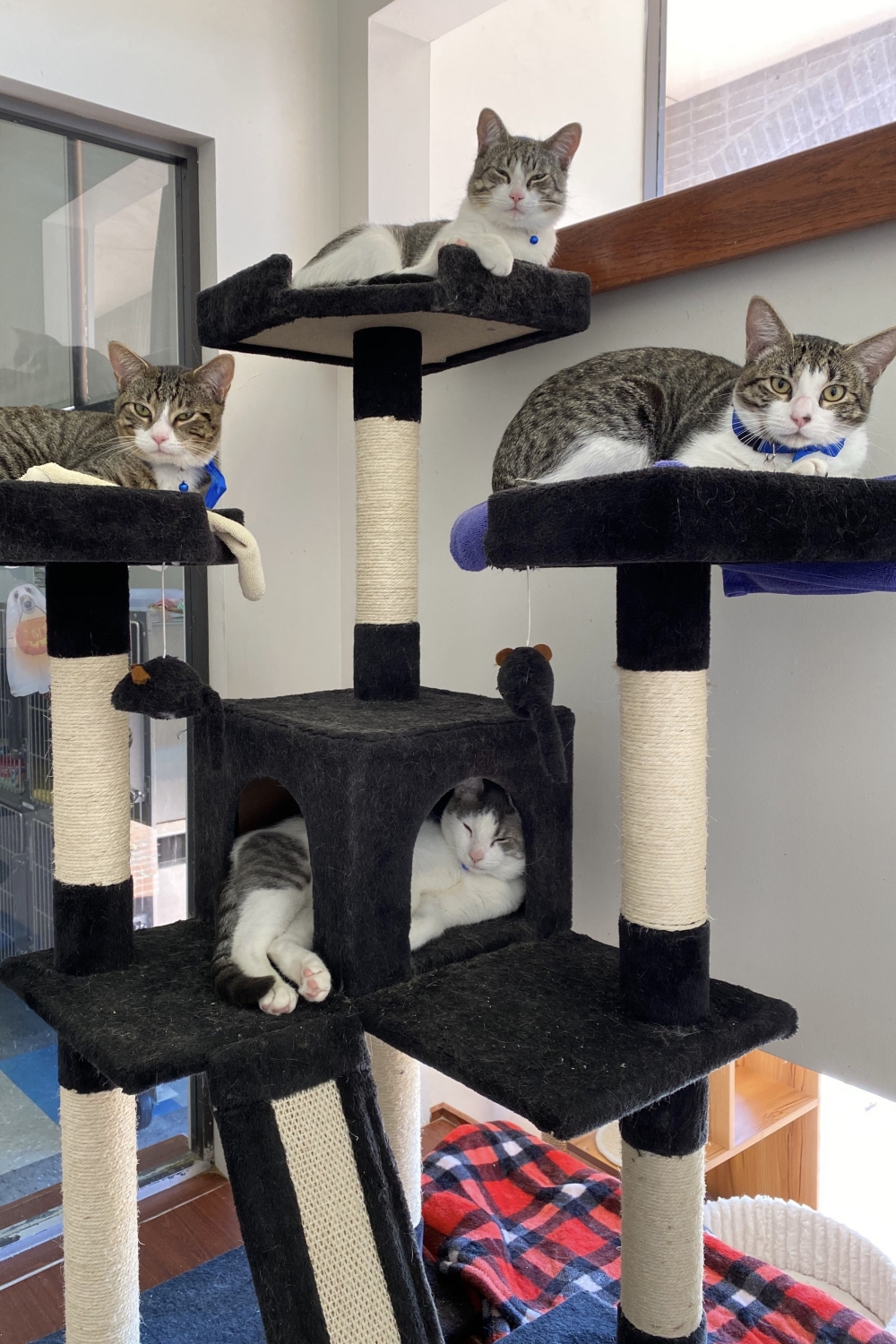 Austin Humane Society to celebrate 70th anniversary Community Impact