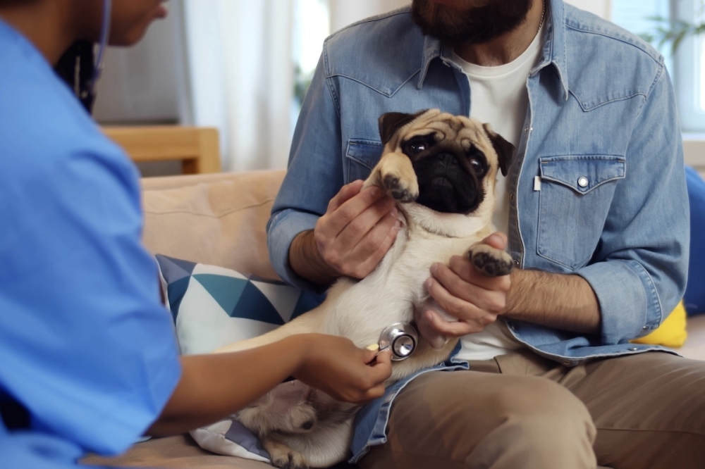 PetVet365 bringing veterinary services in lowstress environment to