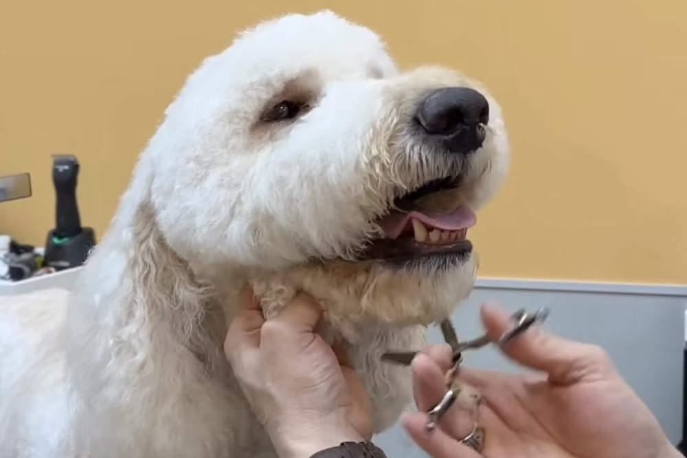 Pet Evolution provides grooming services in west Frisco Community Impact