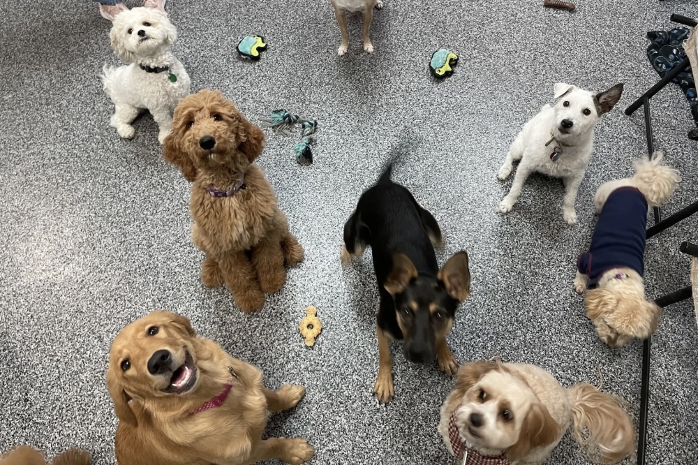 New owner brings passion for animals to Sit N Stay Pet Retreat in