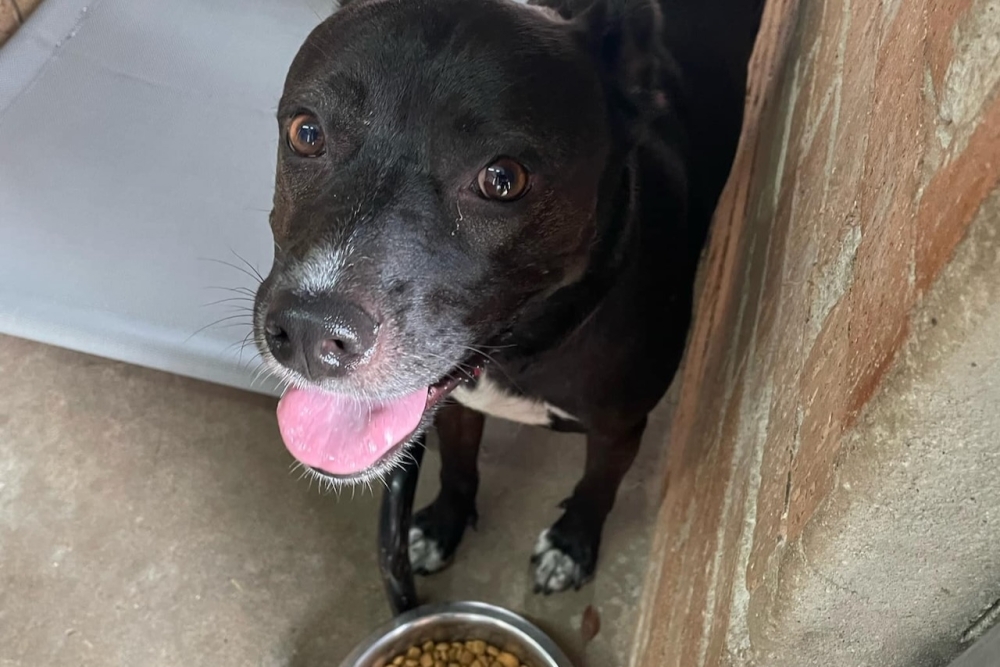 Bellaire officials approve new offsite dog pound facility Community