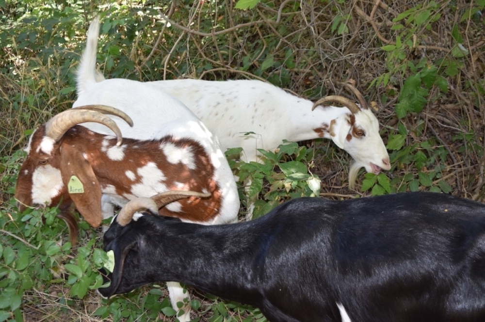 No kidding Locals can adopt a poisonivyeradicating goat to help