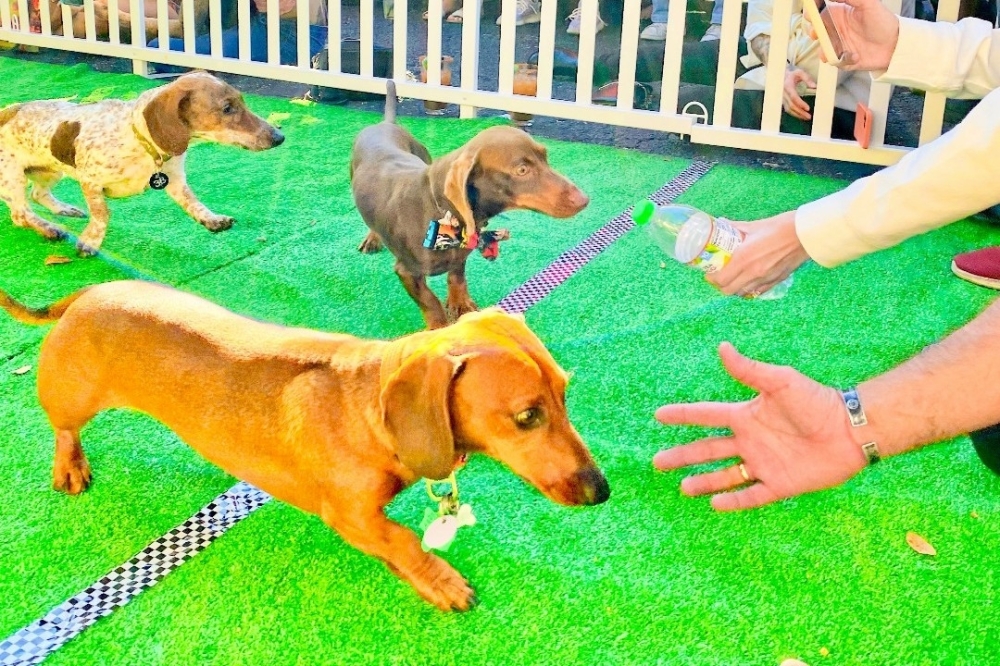 Dog races, Oktoberfest 5 things to do in Spring, Klein this weekend