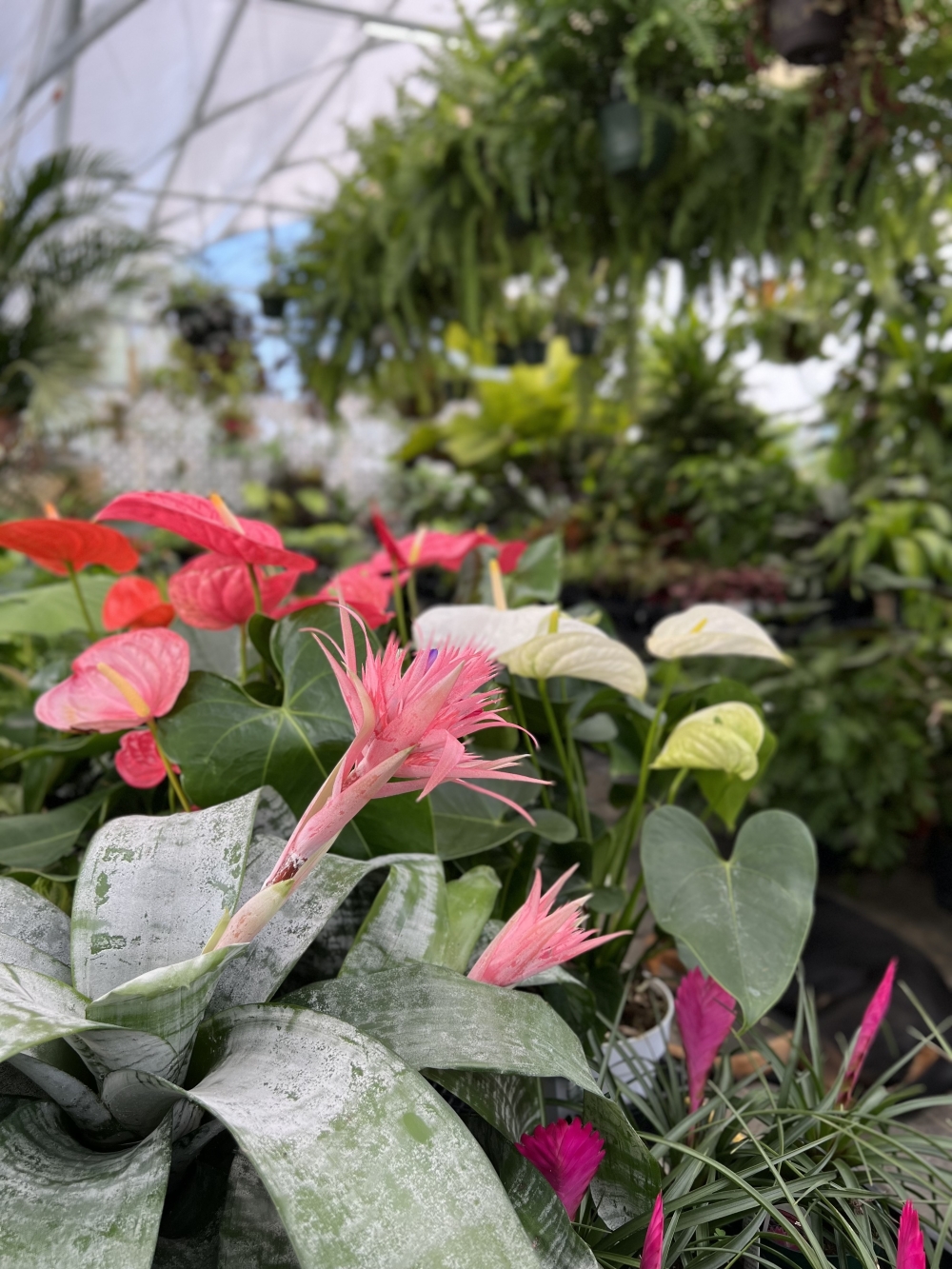 Pink Flamingo Plant Co. keeps Austin weird through local art