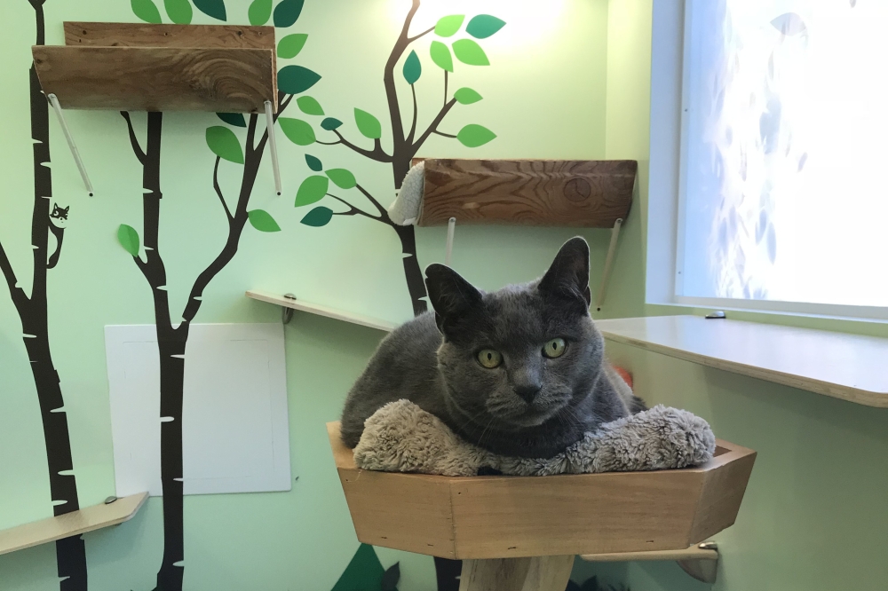 Happy Cat Hotel now offering luxury cat boarding, grooming services in