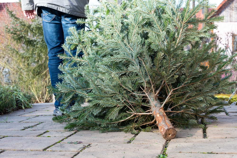 Christmas tree recycling available in Plano Community Impact