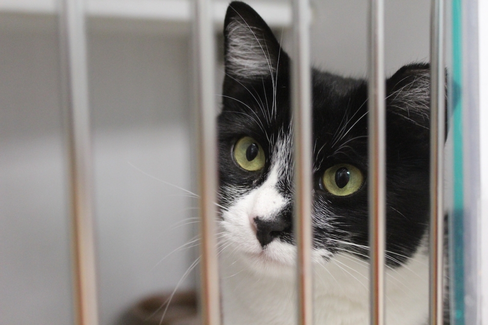 Hays County Virtual Pet Resource Center offers resources for pet owners