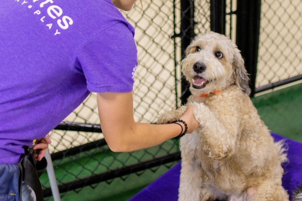 PetSuites of America announces opening date for Kingwood resort Community Impact