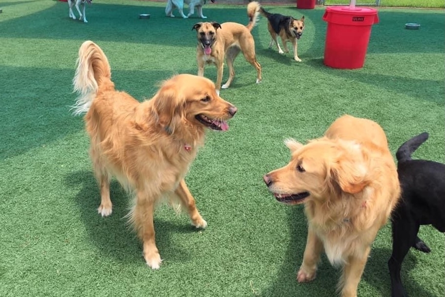 Underdog Kennels to bring dog hotel, grooming facility to McKinney