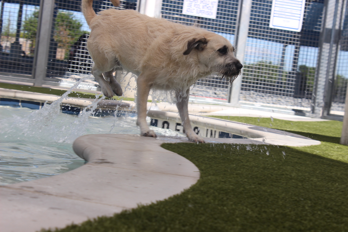 SLIDESHOW See the new dog and cat boarding facility by