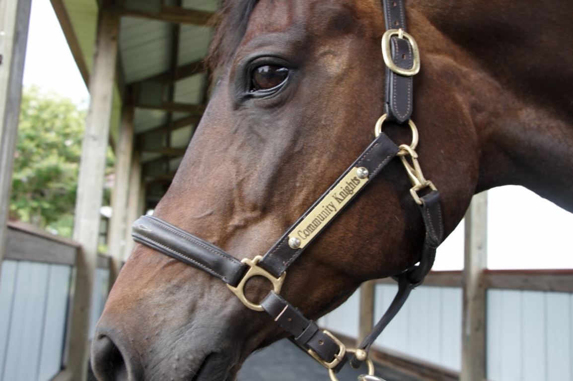 Catching Equine Dreams with Dream Catchers Therapeutic Riding Community Knights