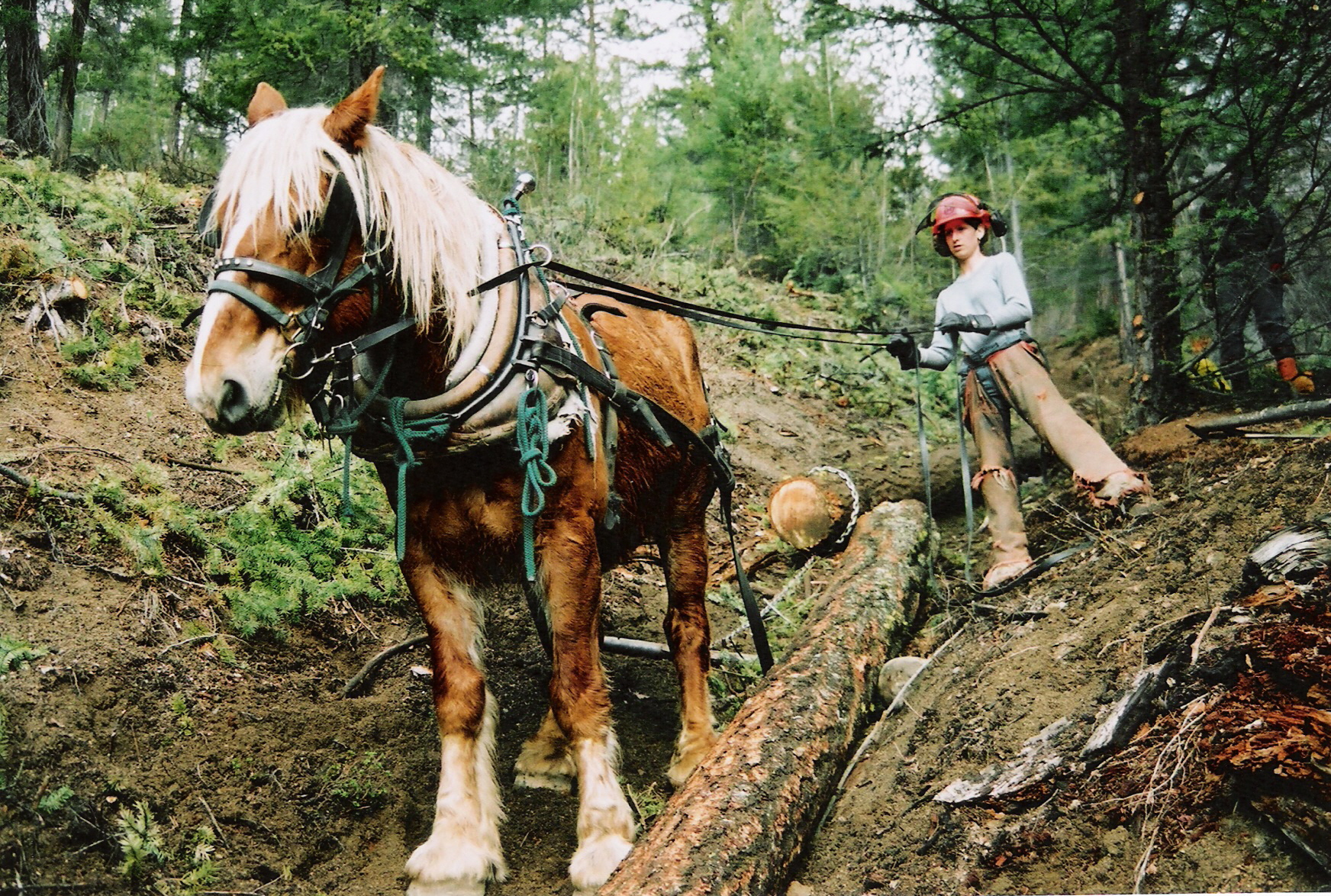 Horse Logging Community Mill Small Scale Saw Mill