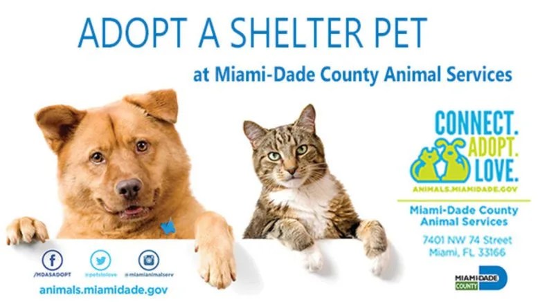 Pet Adoption Center Doral Pet's Gallery