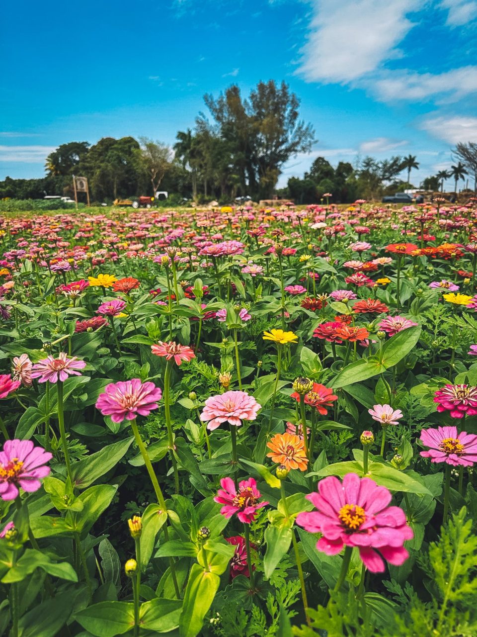 THE BERRY FARM ANNOUNCES NEW PRICING Featured