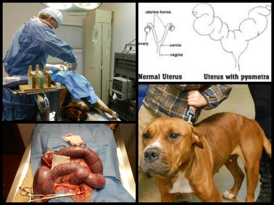 Pyometra And The Importance Of Spaying Your Pet - Community Veterinary Clinic