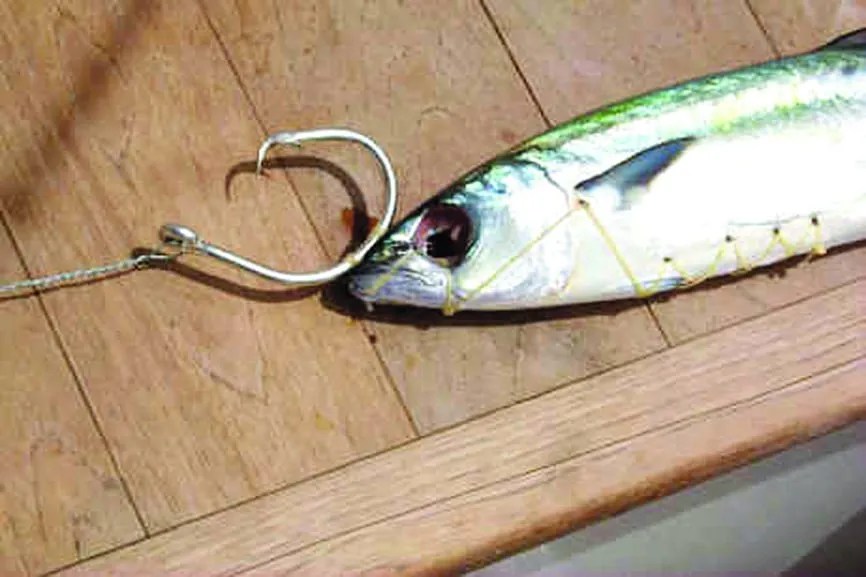 Circle Hooks vs. Octopus Hooks Which Is Better And Differences Commutter