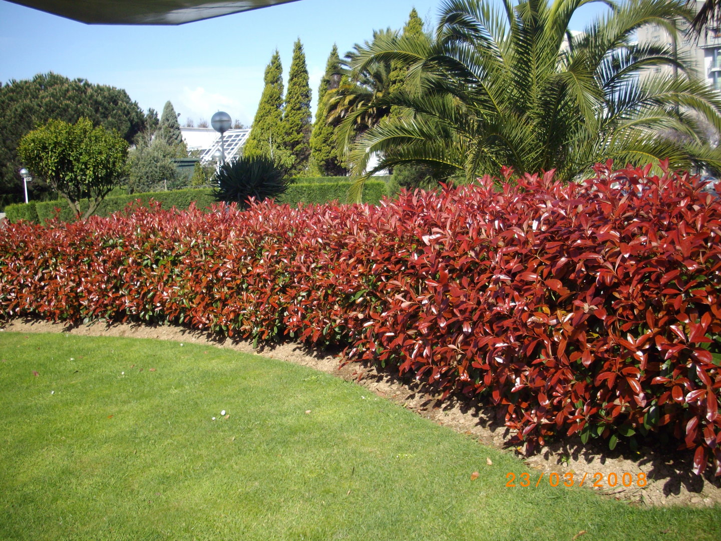 ≫ Photinia, cuidados y plantación