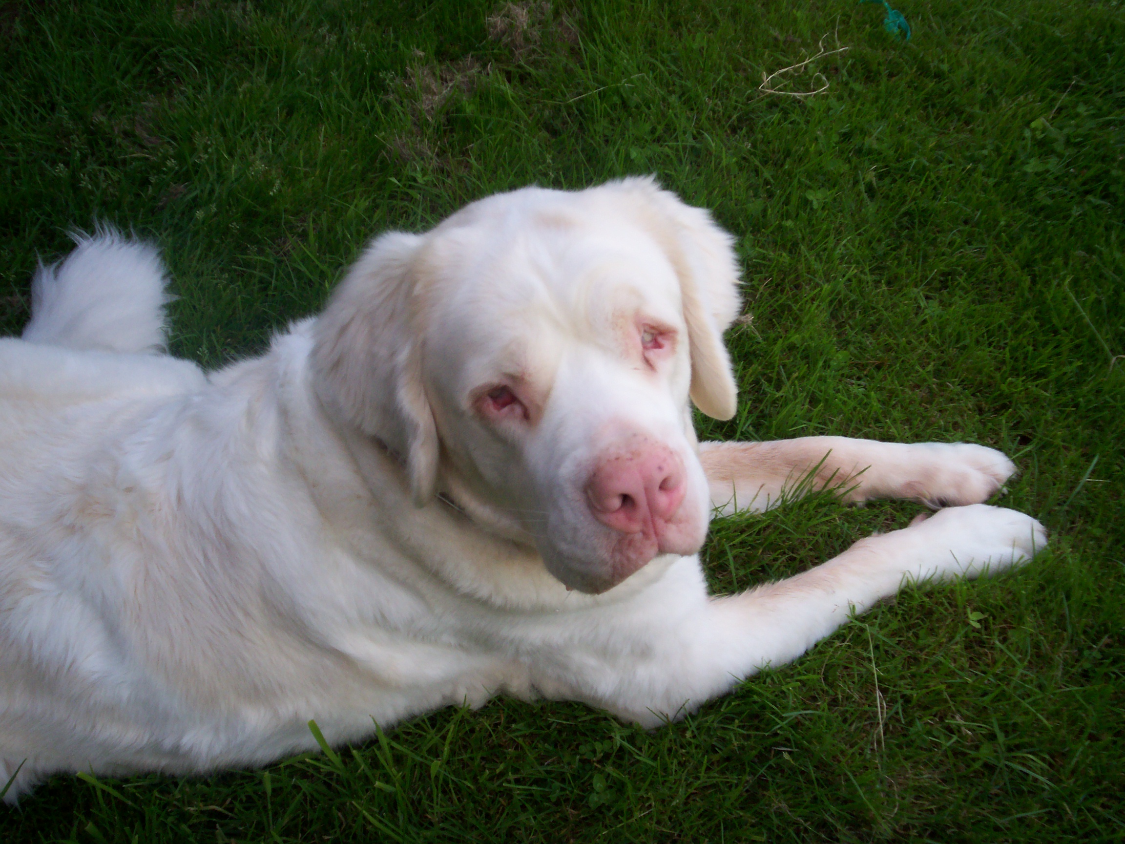 El albinismo en perros los cuidados del perro albino