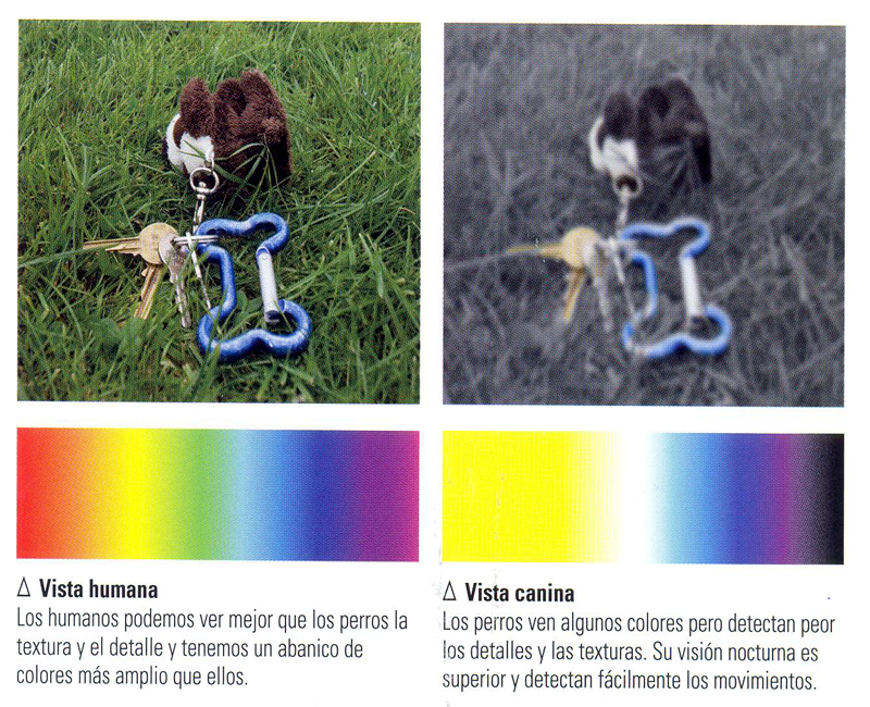 Cómo ven los perros Cómo educar a un cachorro