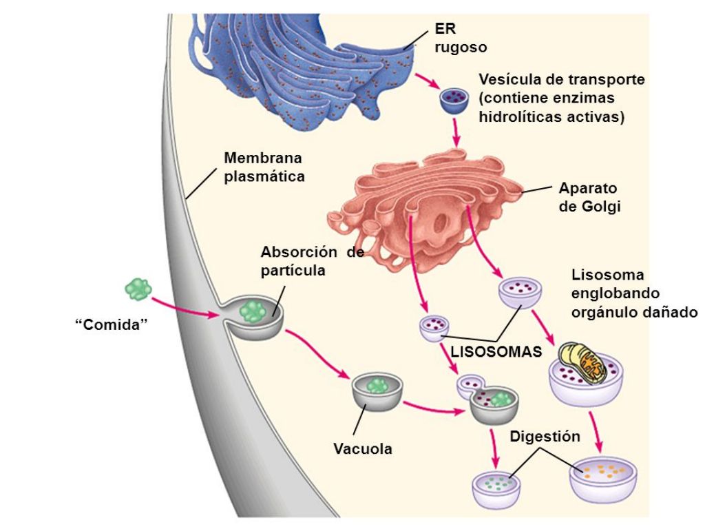 Las 10 funciones principales del aparato golgi