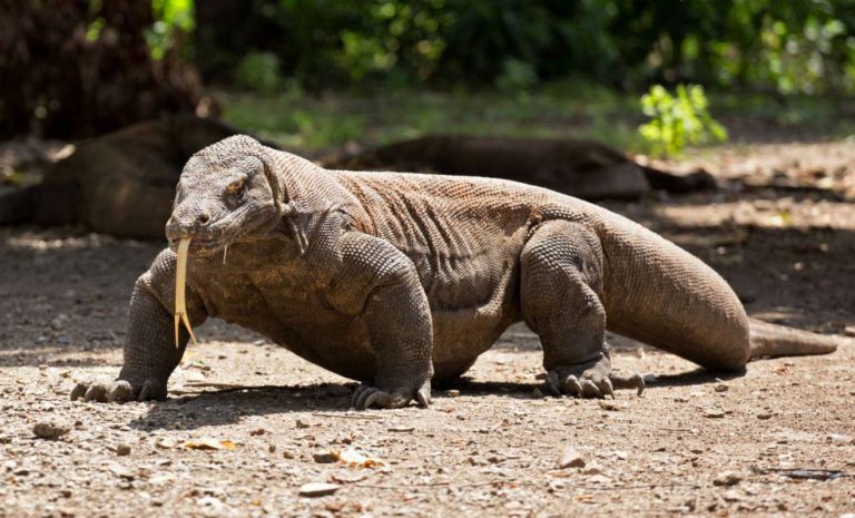 Dragón de Komodo descubre a esta increíble criatura Como Funciona Que