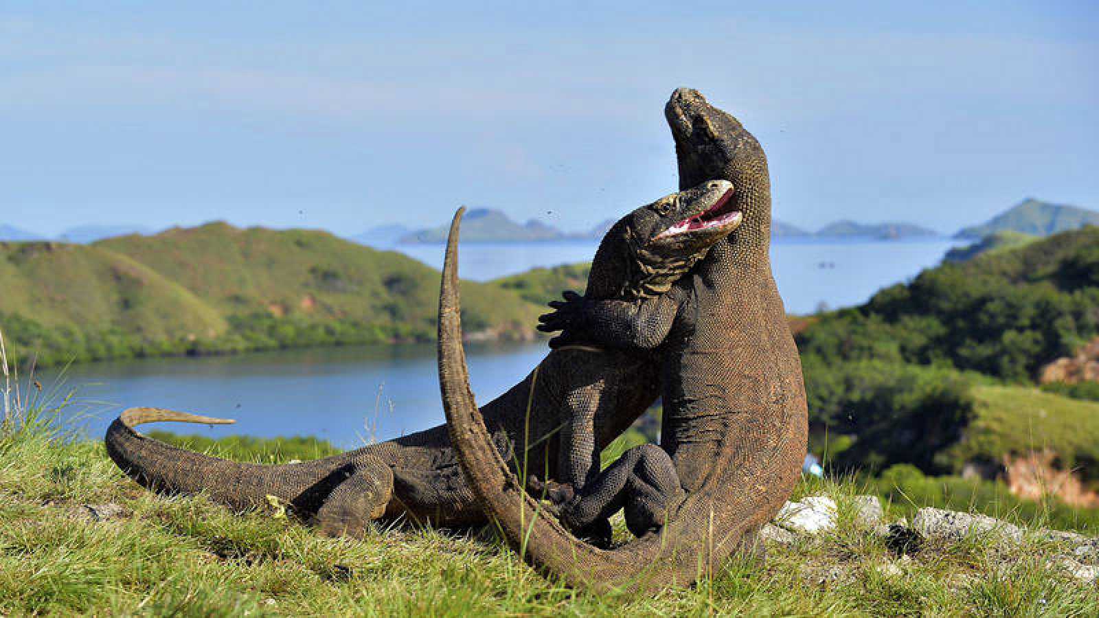 Dragón de Komodo descubre a esta increíble criatura Como Funciona Que