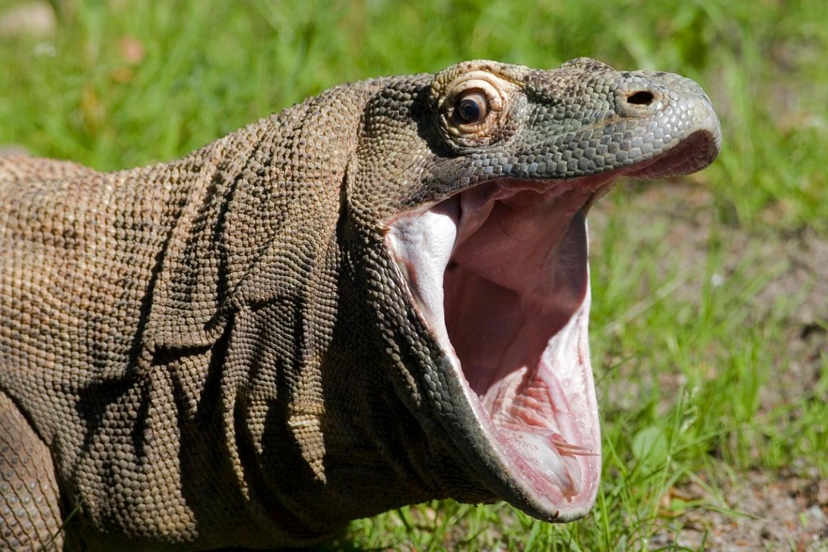 Dragón de Komodo descubre a esta increíble criatura