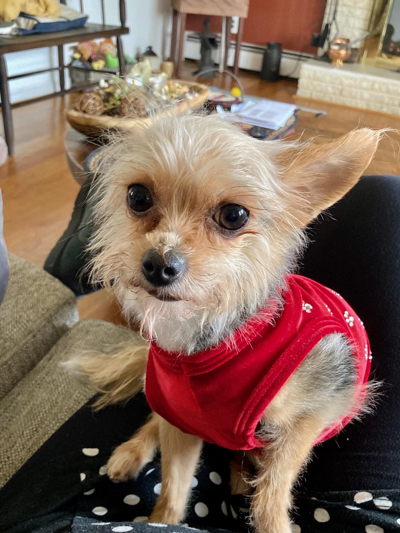 Buttons Compact Canine Rescue