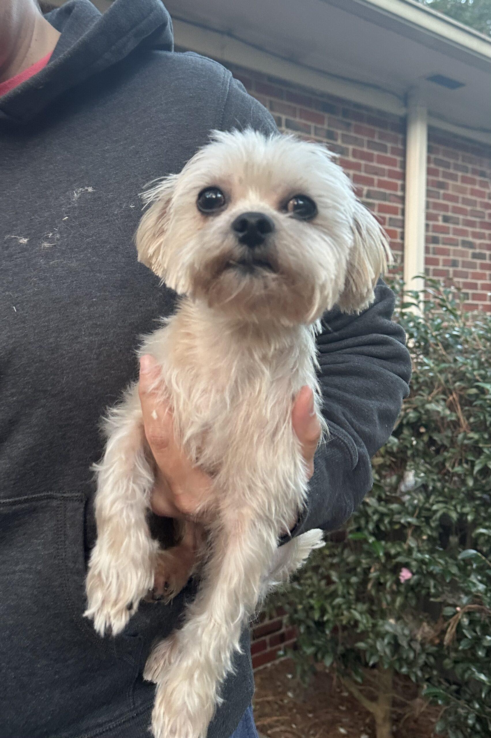 Tiny Tim Compact Canine Rescue