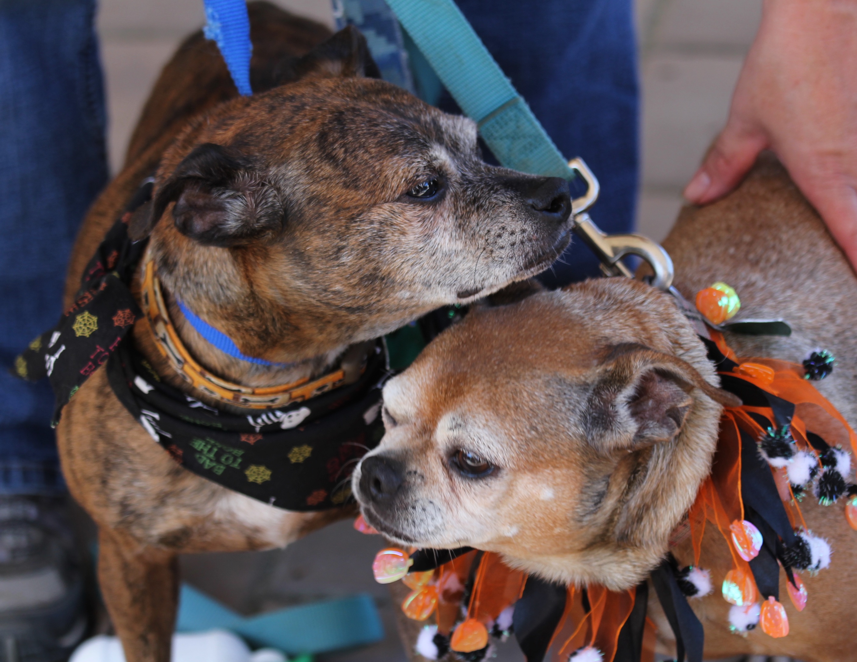 paw printz princess pin and oscar jr