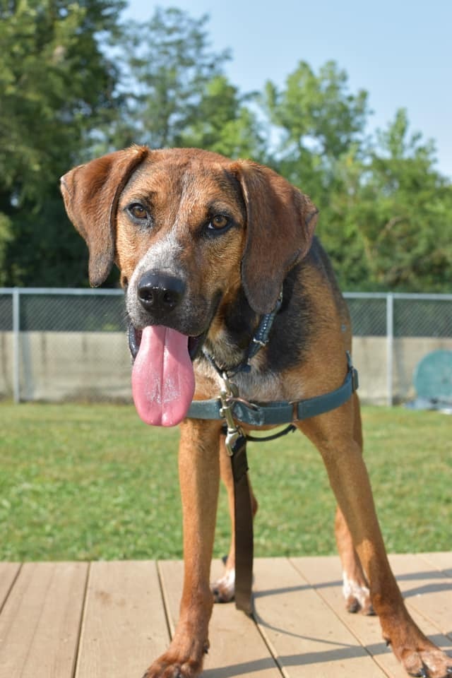 turbo Companion Care