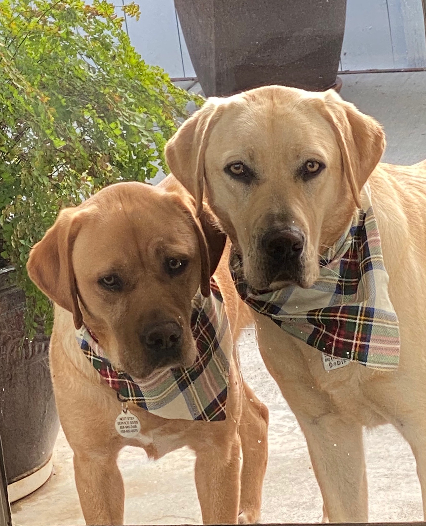 Gallery Companion Dog Training