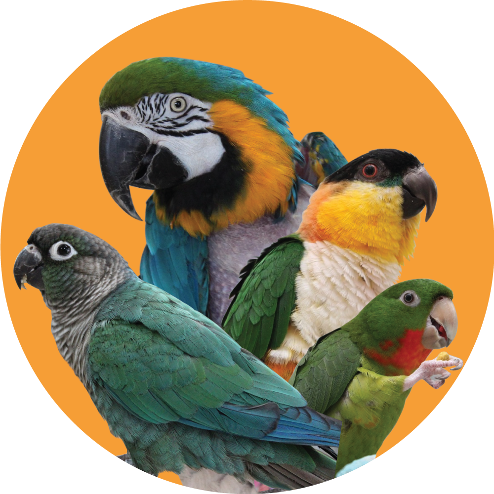 Home Companion Parrots Rehomed Giving Parrots a Fresh Start