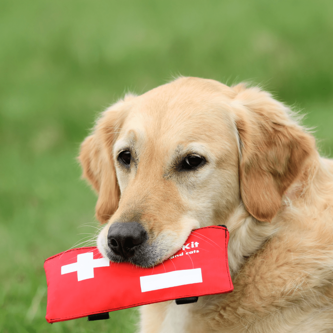 How to build a first aid kit for your dog General