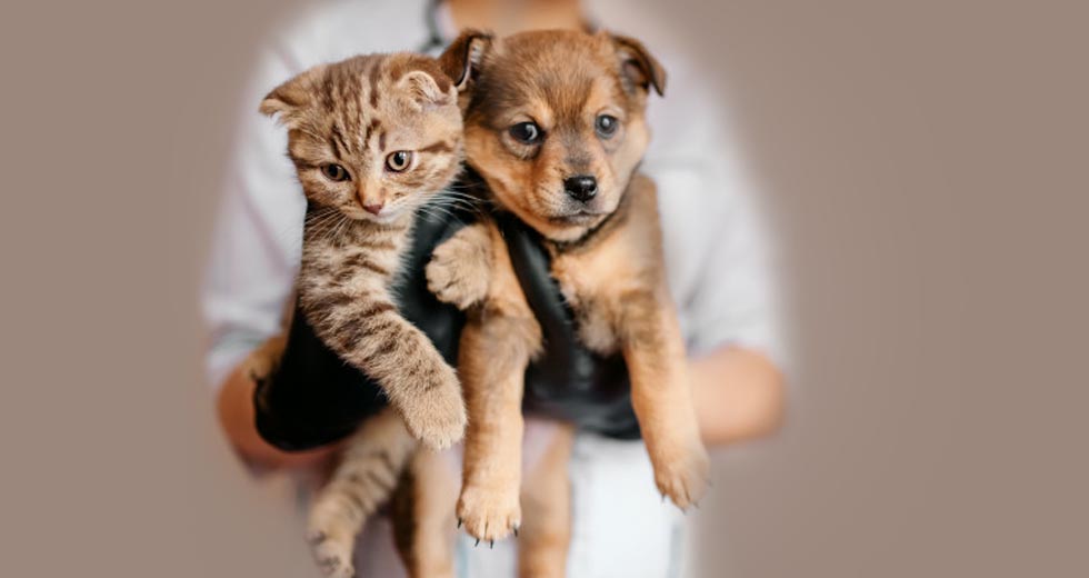 Companion Pets of Cleveland Serving Northeast Ohio Families & Pets