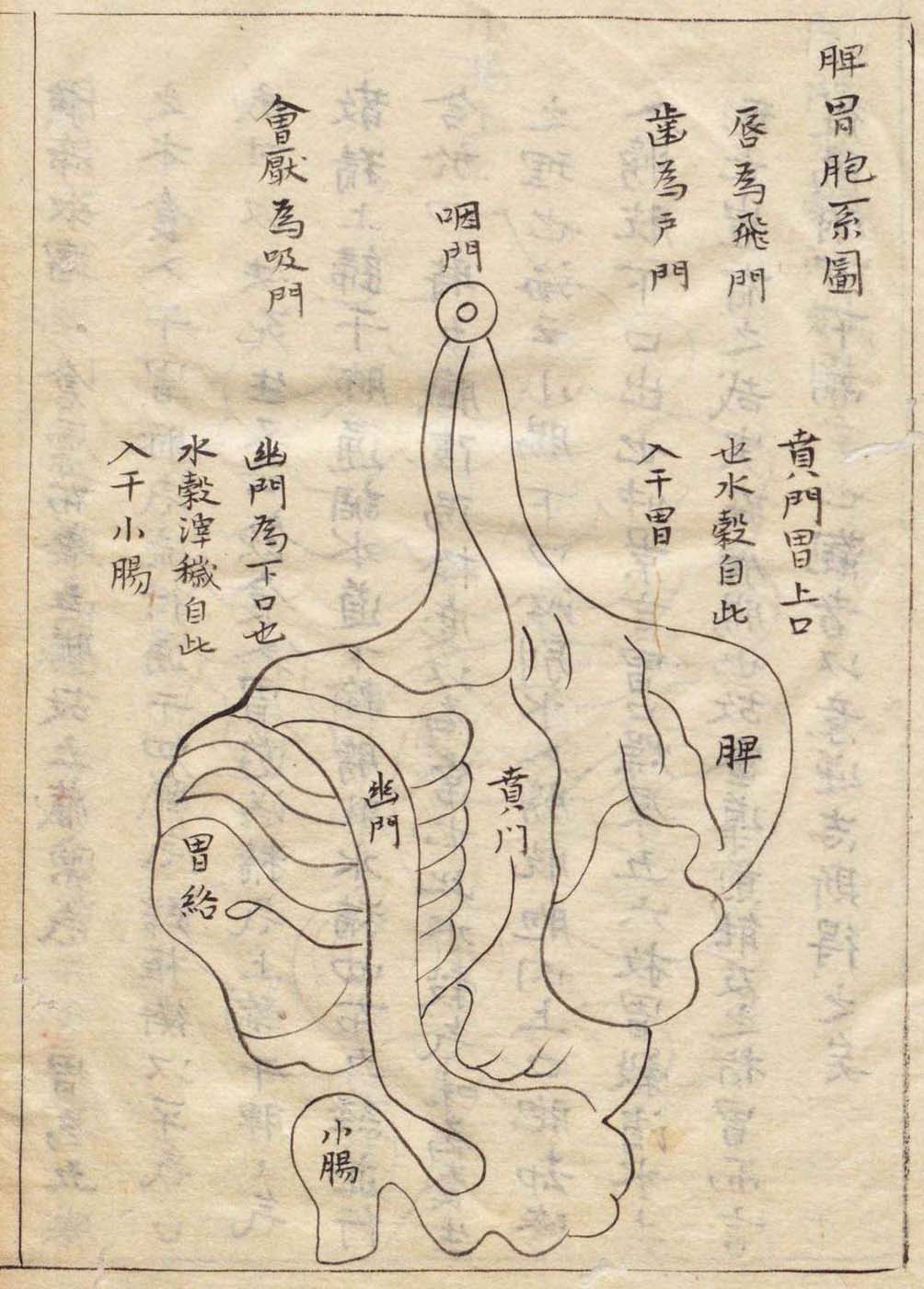 The spleen-stomach system – Comparative Guts