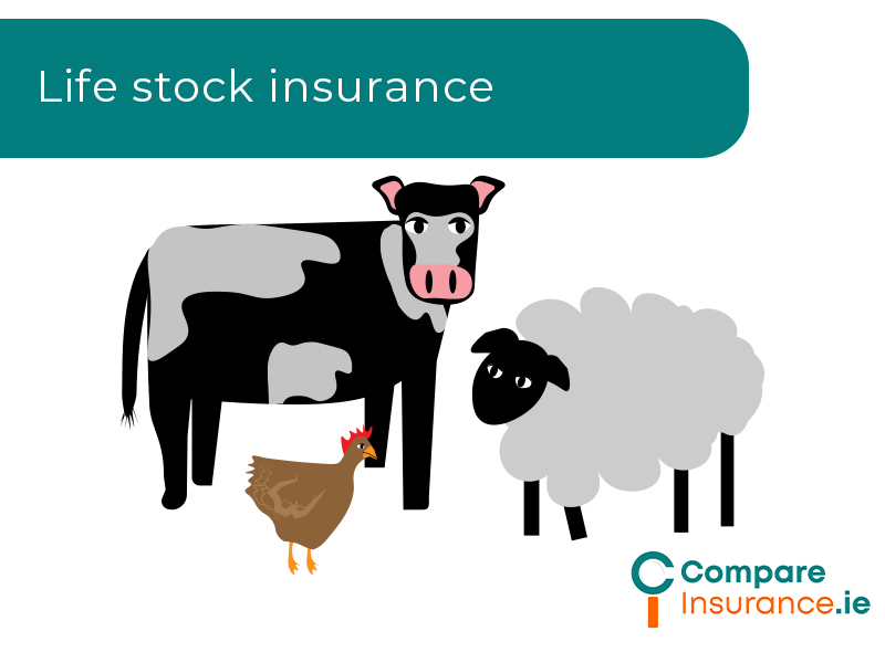 Pet Insurance Ireland CompareInsurance.ie