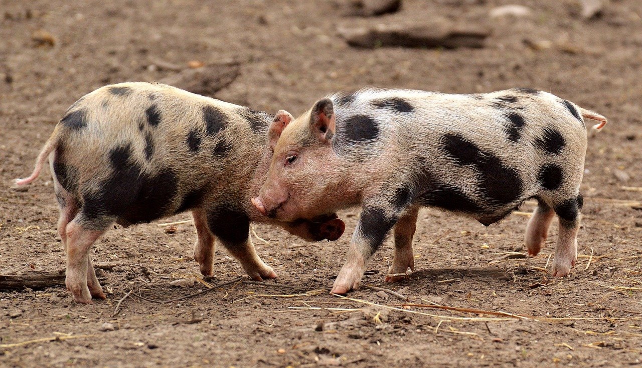 New Study On Yucatan Mini Pigs Offer Insight To Understanding Mechanism