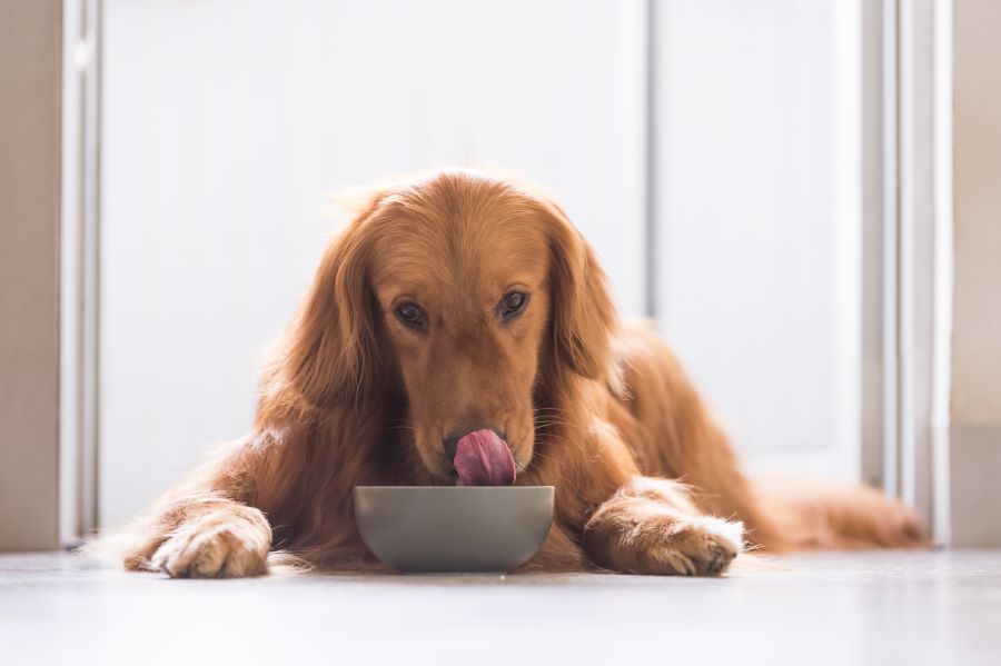 Organic or Regular Dog Food What Makes The Difference